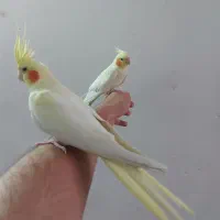 جفت عروس هلندی لوتینو