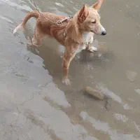 واگذاری پامر اشپیتز|سگ|تهران, هاشم‌آباد|دیوار