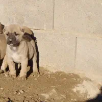 توله سگ|سگ|مشهد, بهمن|دیوار