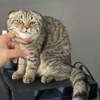 گربه اسکاتیش دبل فولد