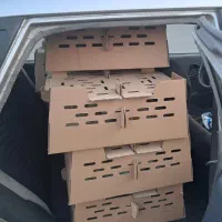 جوجه بوقلمون بیوتی ۶