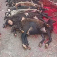 ذبح دام// گوسفند//گوساله زنده|حیوانات مزرعه|رودهن, |دیوار