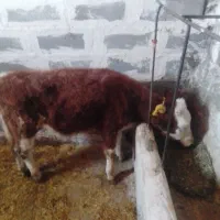 گوساله‌سیمنتال