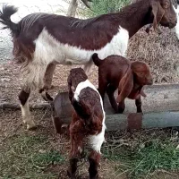 دوتابزکاموری عروسک یکی باجفت بزغاله نریکی ابستن