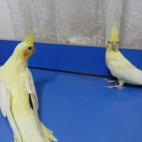 عروس هلندی