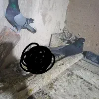 کبوتراصفهانی ودمگیر|پرنده|اصفهان, دستگرده|دیوار
