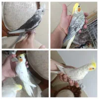 عروس هلندی ،ابلغ،چشم شرابی، لوتینو ی کت، سینامون