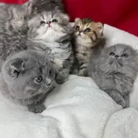 بچه گربه اسکاتیش حراج