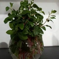 گل و گلدون + قلمه|گل و گیاه طبیعی|اهواز, بهارستان|دیوار