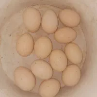 تخم مرغ لاری