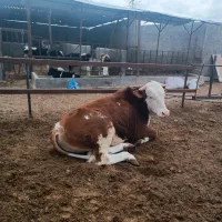 گوساله وگاو|حیوانات مزرعه|زاهدان, |دیوار