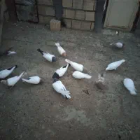 فروش 13 عدد کبوتر رنگی|پرنده|میانه, |دیوار