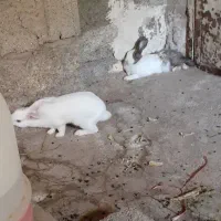 خرگوش
