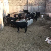 بز و بزغاله