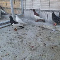 رنگی و پلاکی گرفتنی