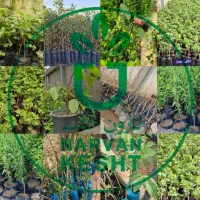 نهال های گلدانی داری تضمین سلامت