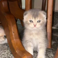 گربه|گربه|رشت, گلسار|دیوار
