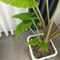 بابا آدم گل لاکچری|گل و گیاه طبیعی|قم, سید معصوم|دیوار