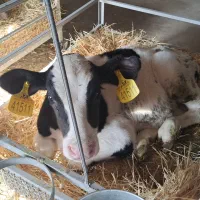 فروش مستقیم گوساله قطع شیر و شیرخوار هولشتاین|حیوانات مزرعه|خرمدره, |دیوار