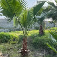 پالم واشنگتن