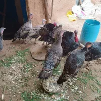 بوقلمون نر