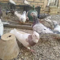 معاوضه با پلاکی|پرنده|اصفهان, بهارستان|دیوار