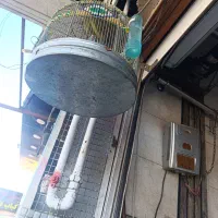 قناری مست بخون