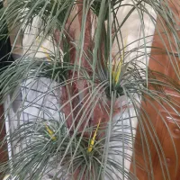 درحتچه برگ سوزنی