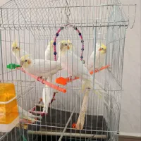 عروس هلندی