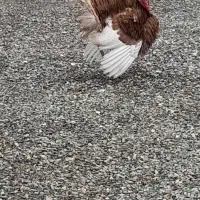 بوقلمون برنز سالم دم تخم