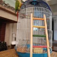 پرنده گرینچیک