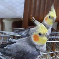 عروس هلندی  دوتاش ۲میلیون