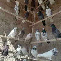 نروماده پرشی|پرنده|قم, هفت تیر|دیوار