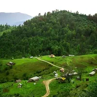 کشاورزی. نشا گوجه‌فرنگی.. تیلکی