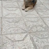 سگ پاکوتا نژاد پامر یال دار