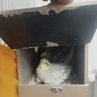 فروش عروس هلندی