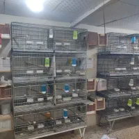 فروش 10عددمولد طوطی برزیلی