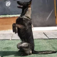 واگزاری سگ سیبل نره