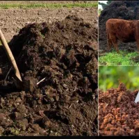 کود حیوانی گاو