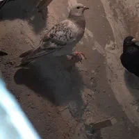 کبوتر نر سوراخ|پرنده|نگار, |دیوار