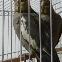 جفت عروس هلندی سینامون