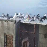 15عددکبوتررنگه