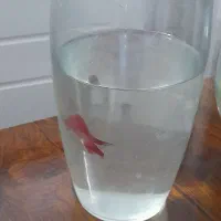 ماهی فایتر نر و ماده|ماهی|شیراز, فاضل|دیوار