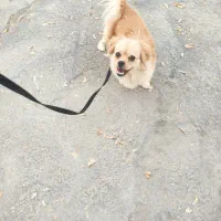 واگذاری سگ|سگ|اراک, |دیوار