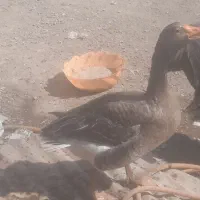 یک جفت غاز نر و ماده به فروش میرسد|حیوانات مزرعه|آبادان, |دیوار