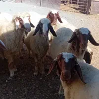 بره قوچ سنجابی میش مهربان گوسفند در کرمانشا|حیوانات مزرعه|خرم‌آباد, |دیوار