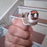 سهره نیم خال تک|پرنده|سرپل ذهاب, |دیوار