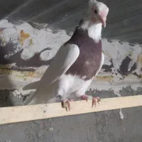 طوقی هفت رنگ آس|پرنده|شاهرود, |دیوار