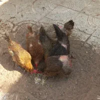 مرغ محلی تخم گذار
