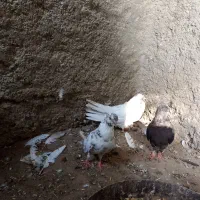 دونهای ۱۵۰ هزار تومان|پرنده|چاه داد خدا, |دیوار